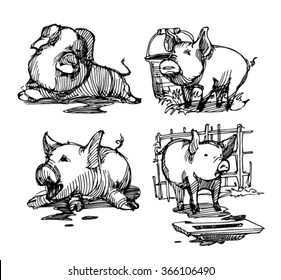 Sketch of pig.
Pork. different poses pigs. pigs engraved image. Funny pig. a set of pigs. sketch ink pigs.