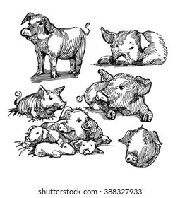 Sketch of pig.
Pork. different poses pigs. pigs engraved image. Funny pig. a set of pigs. sketch ink pigs.