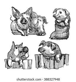 Sketch of pig.
Pork. different poses pigs. pigs engraved image. Funny pig. a set of pigs. sketch ink pigs.