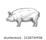 Sketch of a pig. Vector vintage illustration hand drawn large fat pig isolated on white background. 