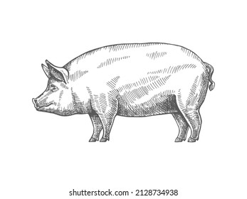 Sketch pig  Vector vintage illustration hand drawn large fat pig isolated white background  