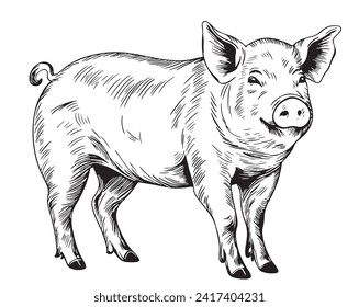 Sketch of a pig. Vector vintage illustration hand drawn large fat pig isolated on white background.