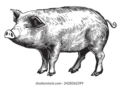 Skizze eines Schweins. Vektor-Vintage-Illustration Hand gezeichnete große Fett-Schwein isoliert auf weißem Hintergrund.