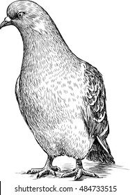 Sketch Of A Pigeon