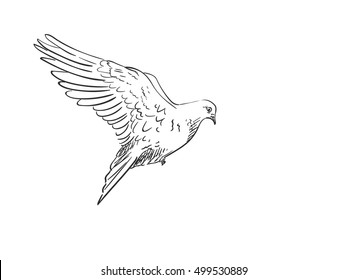 Sketch of pigeon bird flying, Hand drawn illustration