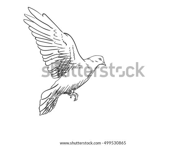ハトの鳥が飛ぶスケッチ 手描きのイラスト のベクター画像素材