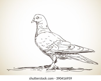 Sketch of pigeon bird, Hand drawn illustration