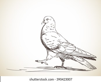 Sketch of pigeon bird, Hand drawn illustration