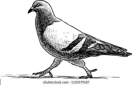 Sketch of a pigeon goes on a stroll