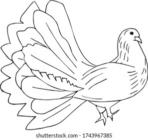 Sketch pigeon on a white background