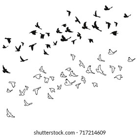 sketch of pigeons flying