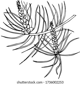 Sketch of pine branch on a white background