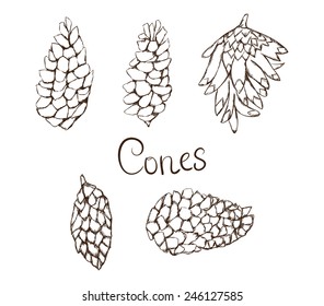 Sketch of pine cones on a white background. Set of cones.