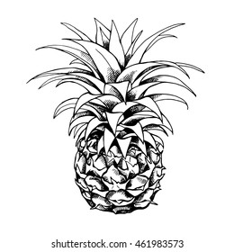 Sketch of a pineapple fruit. Vector black and white illustration.