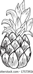 Sketch of pineapple. Hand drawn vector illustration. Fruit collection.