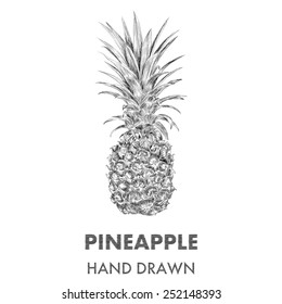 Sketch of pineapple. Hand drawn vector illustration. Fruit collection.