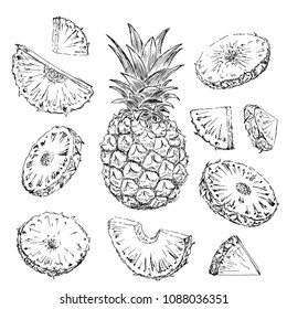 Sketch the pineapple slices on a white background. Cut tropical fruit. Hand drawn vector illustration.