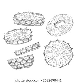Sketch pineapple vector drawing. Hand drawn fruit ring and slices. Healthy vegan food snack.