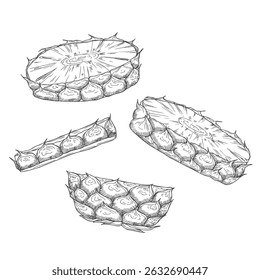 Sketch pineapple vector drawing. Hand drawn fruit ring and slices. Healthy vegan food snack.