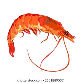 Esboço de um camarão rosa. Nutrição de frutos do mar. Desenho isolado para enciclopédia. Estude zoologia. Habitantes do mar. Ilustração de vetor desenhada à mão.