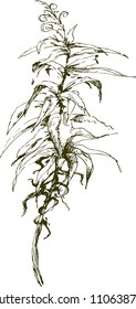 sketch plant