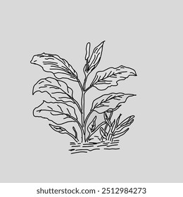 Esboço de uma planta para coloração vetorial. Um livro de colorir divertido para crianças. 