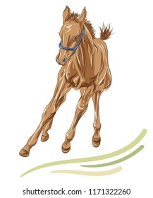 A sketch of a playing foal on the white background.