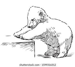 Sketch of playing polar bear cub