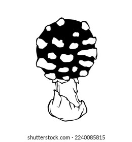 Sketch of poisonous wild forest mushrooms.Vector graphics.