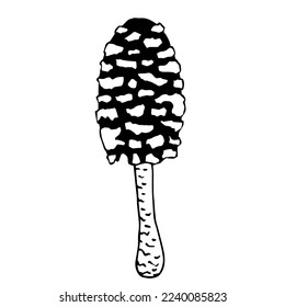 Sketch of poisonous wild forest mushrooms.Vector graphics.