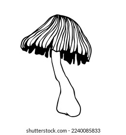 Sketch of poisonous wild forest mushrooms.Vector graphics.