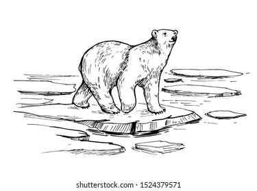 Sketch of polar bear. Hand drawn illustration converted to vector