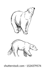 Sketch Of Polar Bear. Hand Drawn Illustration Converted To Vector