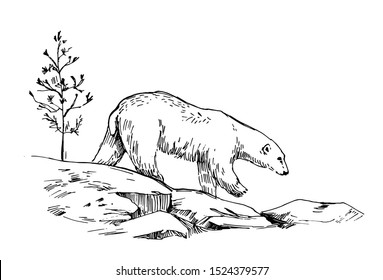 Sketch of polar bear. Hand drawn illustration converted to vector