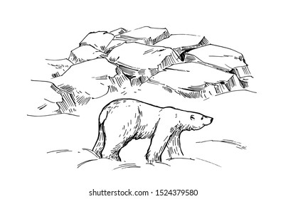 Sketch of polar bear. Hand drawn illustration converted to vector