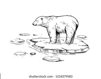 Sketch of polar bear. Hand drawn illustration converted to vector