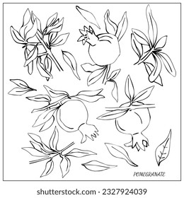 The Sketch with pomegranate fruit. Linear drawing, botanical sketch. Black and white. Art design for print, cover, paper, wallpaper, textile. 