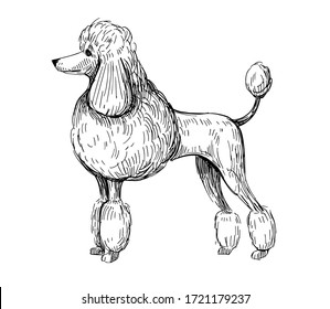 Sketch of poodle. Dog breed. Black outline on transparent background