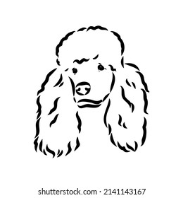 Sketch of poodle. Dog breed. Black outline on transparent background