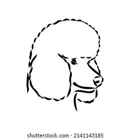 Sketch of poodle. Dog breed. Black outline on transparent background
