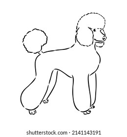 Sketch Of Poodle. Dog Breed. Black Outline On Transparent Background