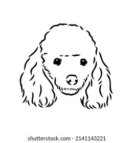 Sketch Of Poodle. Dog Breed. Black Outline On Transparent Background