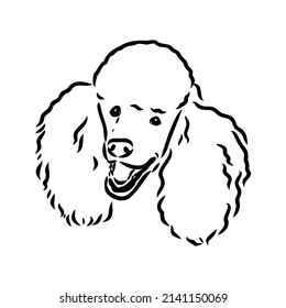 Sketch of poodle. Dog breed. Black outline on transparent background