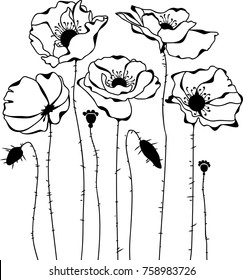 Sketch of poppies silhouette isolated on white background