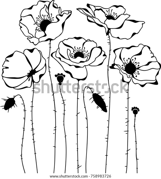 Sketch Poppies Silhouette Isolated On White Stock Vector (Royalty Free ...