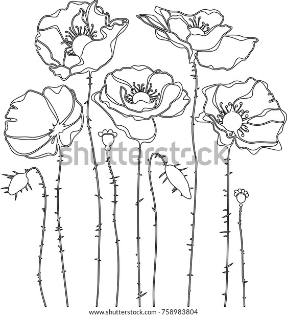 Sketch Poppies Silhouette Isolated On White Stock Vector (Royalty Free ...