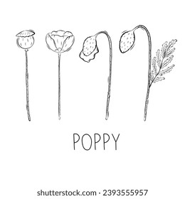 Sketch of Poppy Flower Vector illustration in Doodle style. Botanical healing herbs. Rustic trendy greenery
