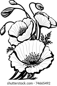 Sketch of poppy flowers