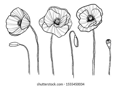 Sketch of poppy flowers, for your design, postcard, poster, print. Vector floral illustration.