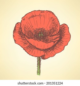Sketch poppy, vector vintage background eps 10